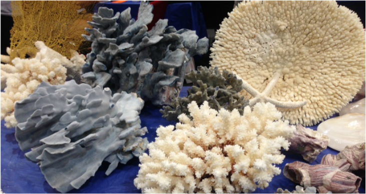 Natural Coral at the Gem Show from Indonesia